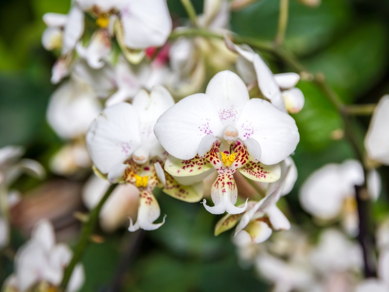 Cách chăm sóc lan hồ điệp nở lâu, không rụng hoa