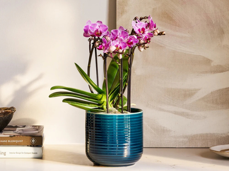 Lan hồ điệp trồng trong nhà có tốt không?