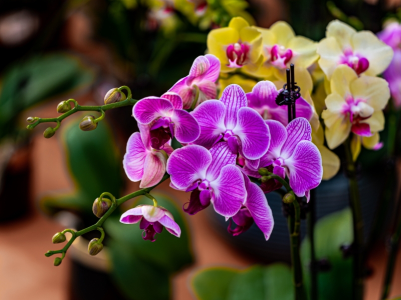 Phân bón nào tốt cho lan hồ điệp?