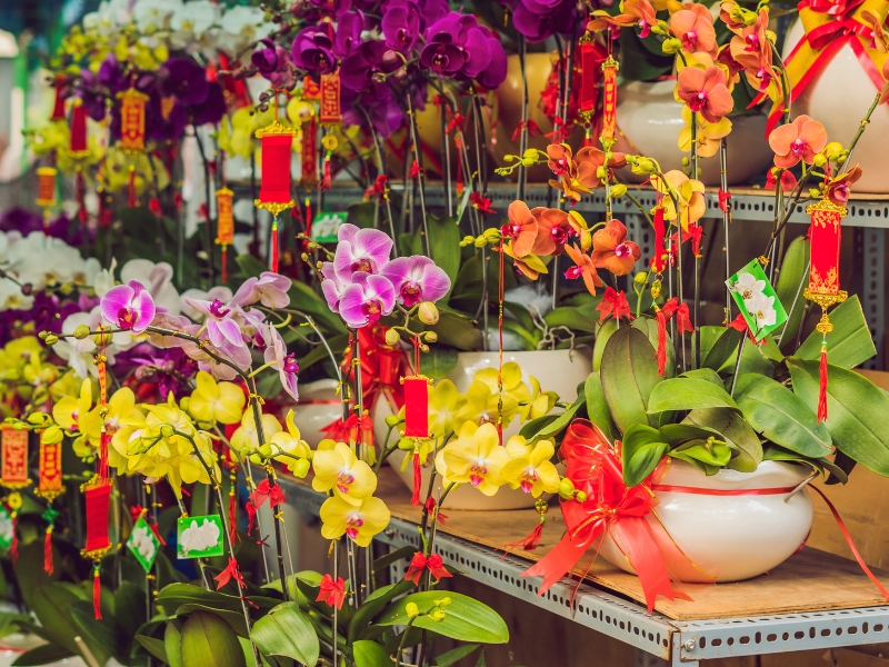 Những mẫu chậu lan hồ điệp được ưa chuộng dịp Tết