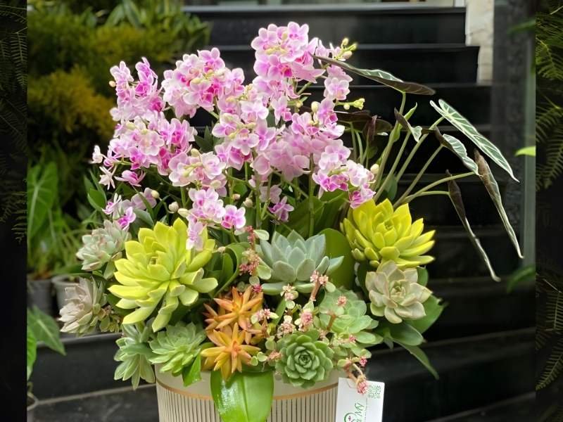 So sánh lan hồ điệp đơn chậu và đa chậu