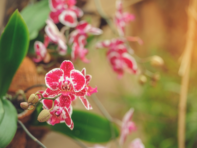 Mỗi màu lan hồ điệp tượng trưng cho điều gì?