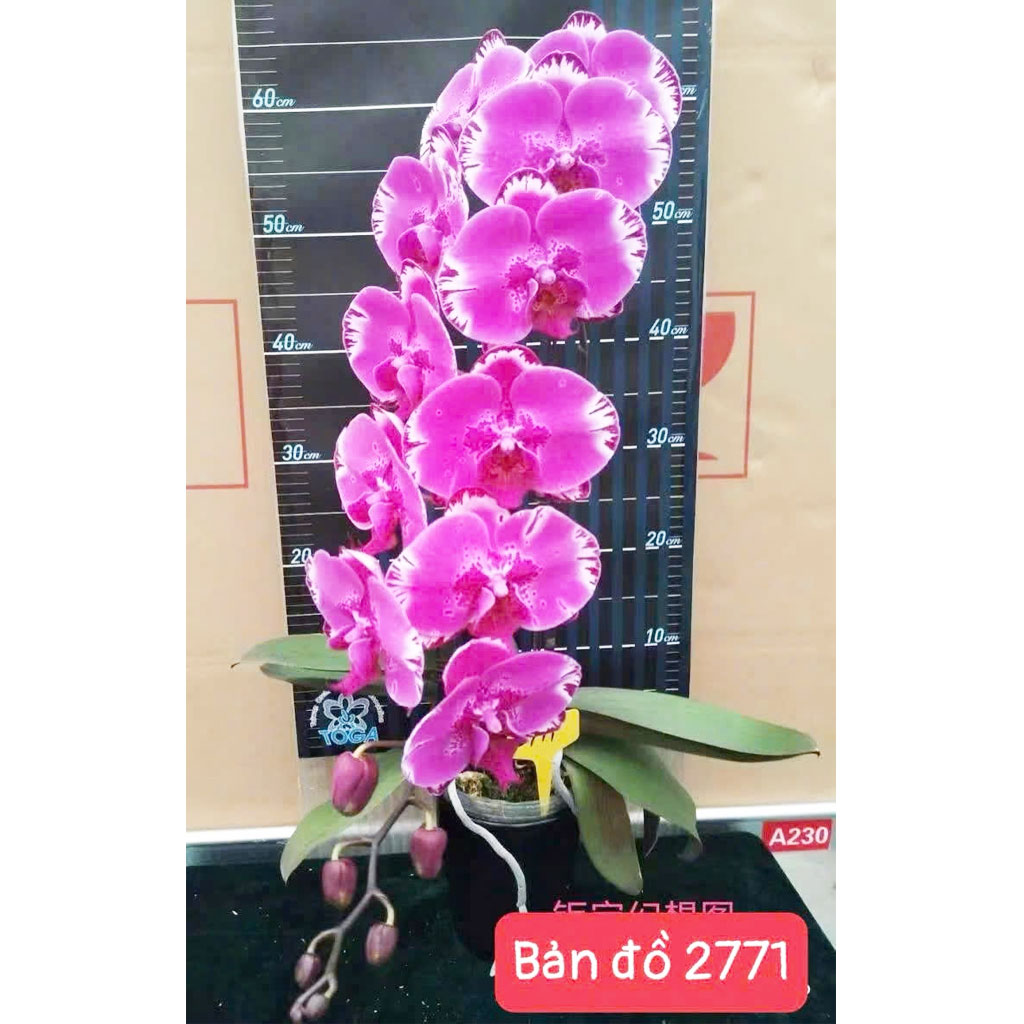 Bản đồ 2771