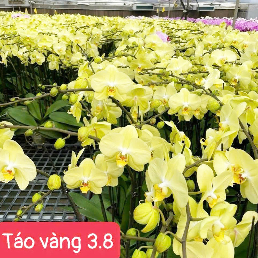Táo vàng 3.8