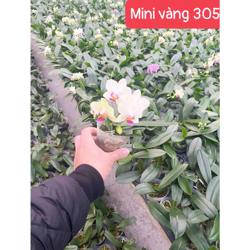 Mini vàng 305