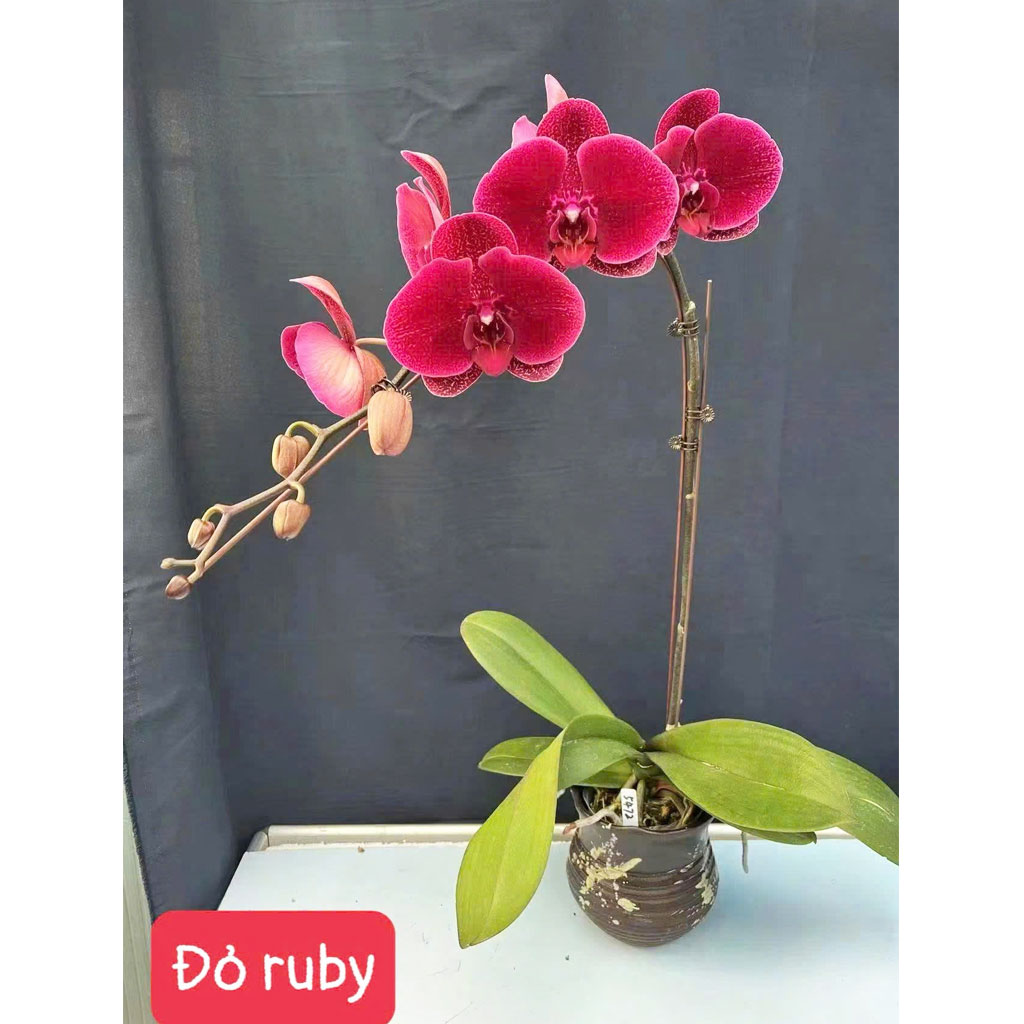 Đỏ Ruby