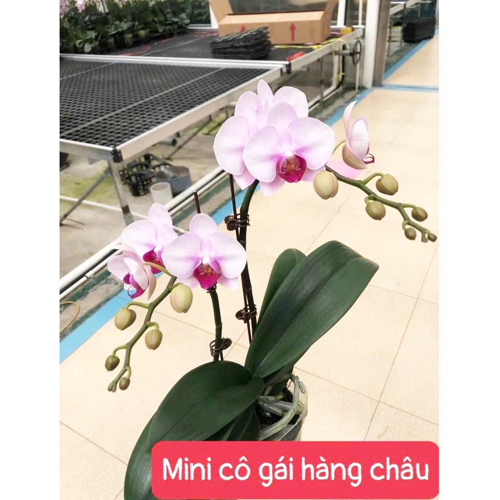 Mini cô gái hàng châu