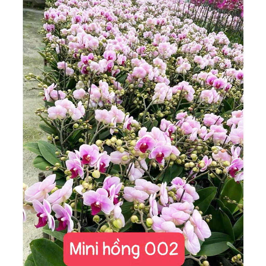 Mini hồng 002