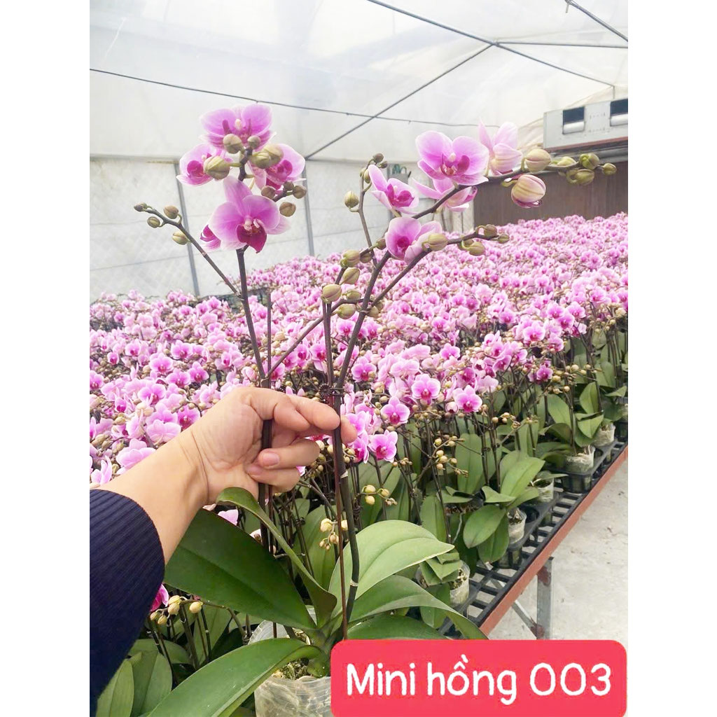 Mini hồng 003