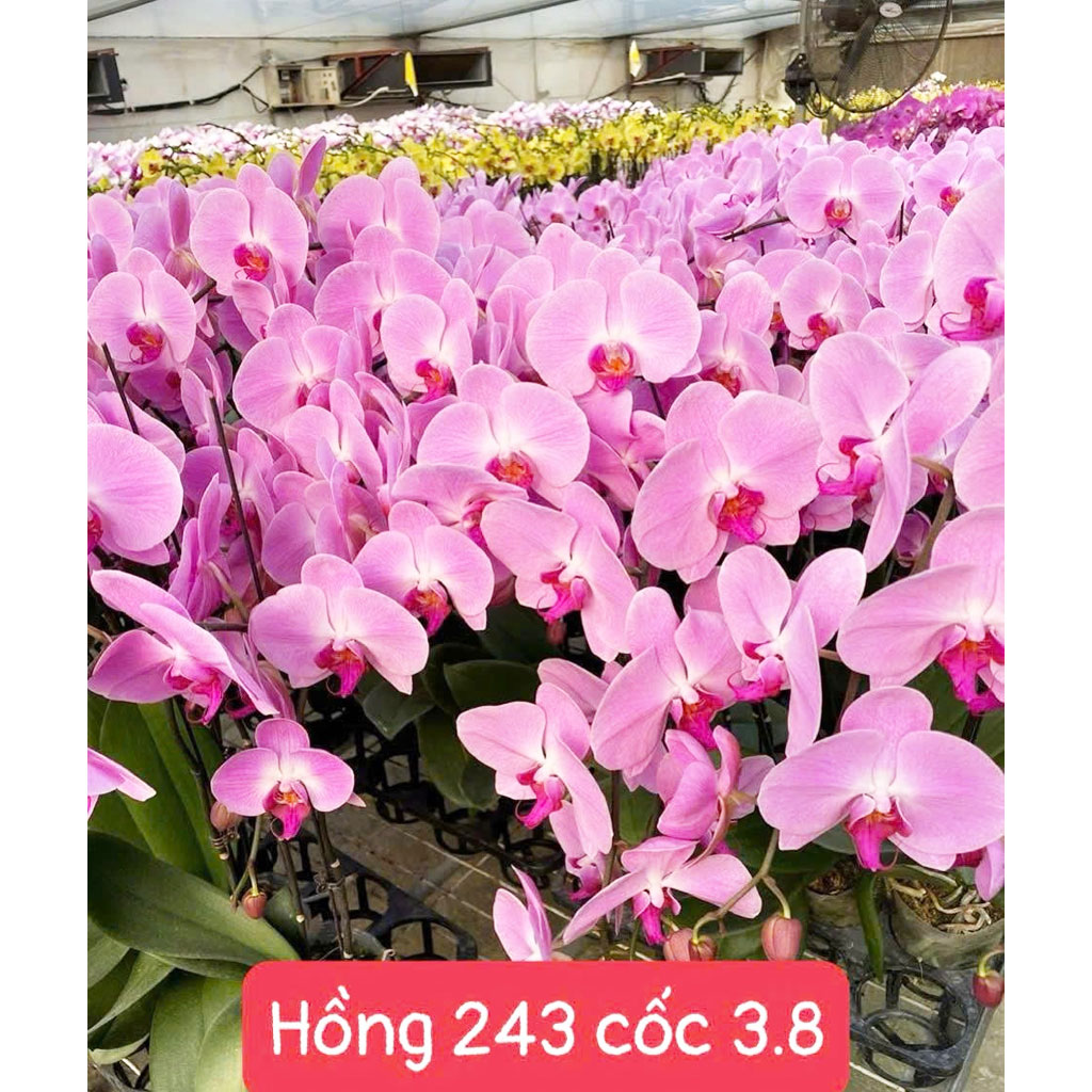 Hồng 243 cốc 3.8
