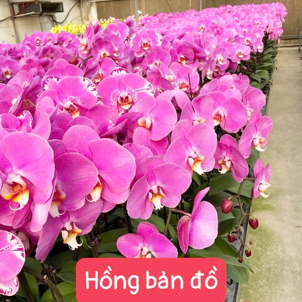 Hồng bản đồ