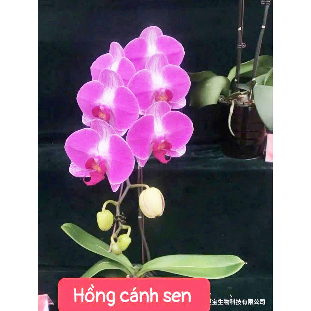 Hồng cánh sen