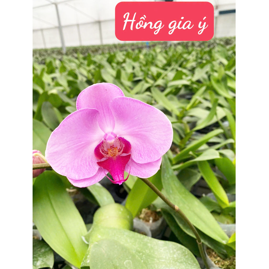 Hồng Gia Ý