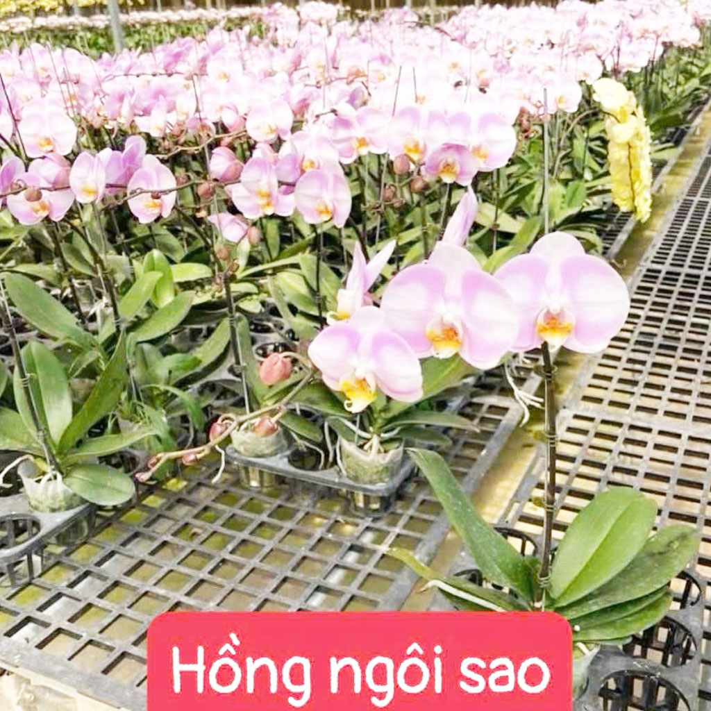 Hồng ngôi sao