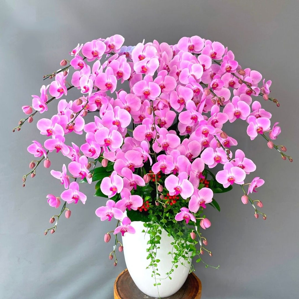 Lan hồ điệp hồng 16 cành