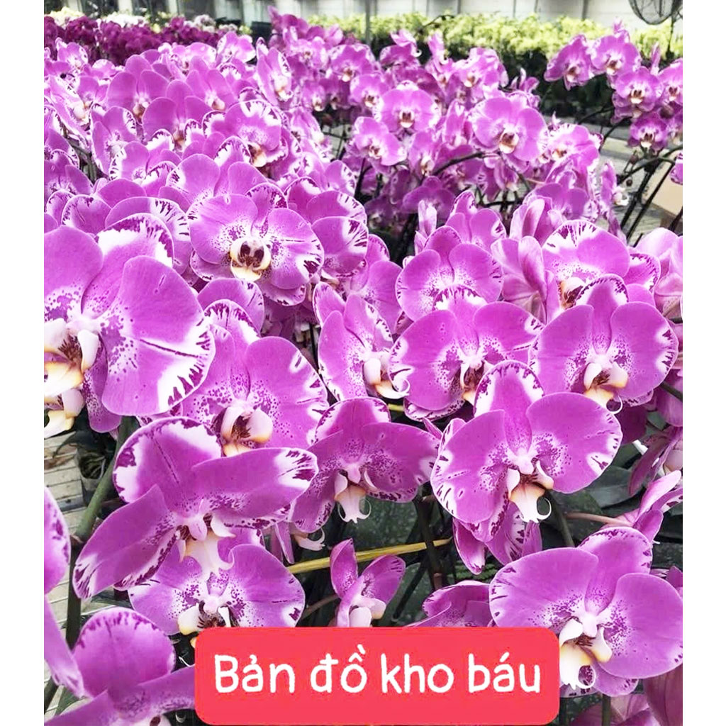 Bản đồ kho báu