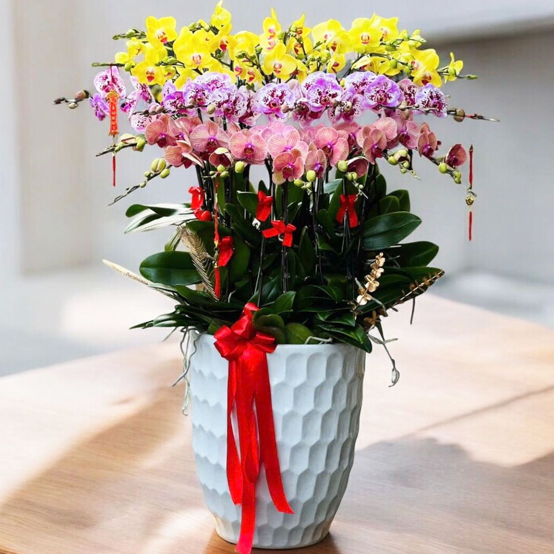 Chậu hoa lan hồ điệp 25 cành mix màu