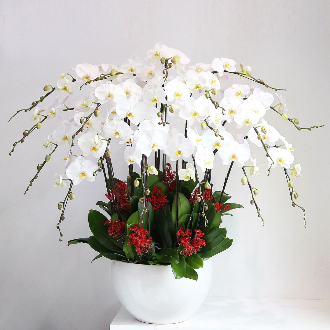 Chậu lan hồ điệp trắng hòa hợp