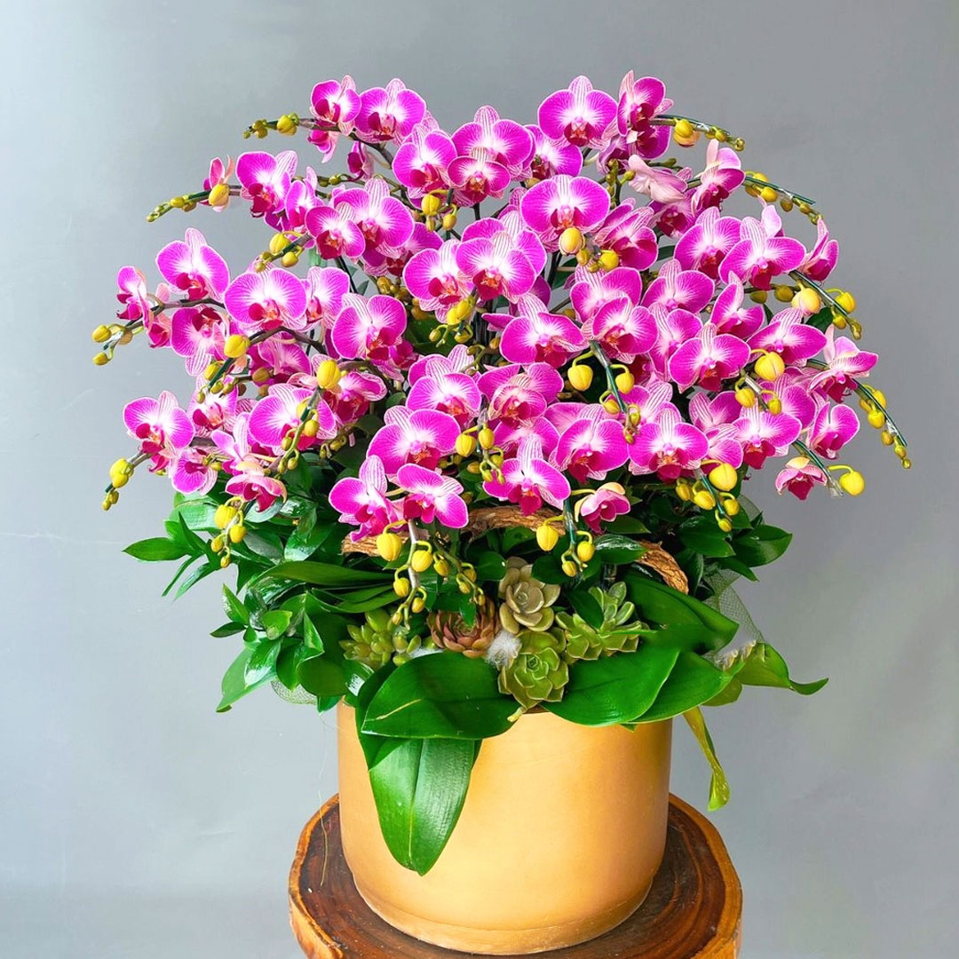 Lan hồ điệp mini tím sọc