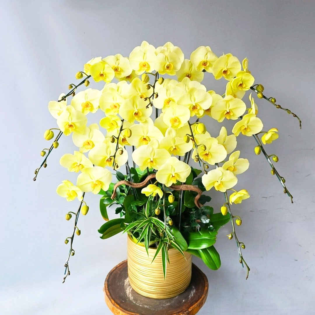 Lan hồ điệp màu xanh táo 10 cành