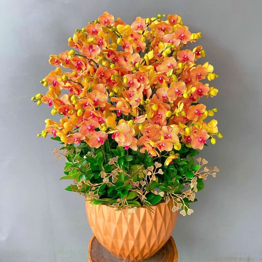 Lan hồ điệp cam sọc 30 cành