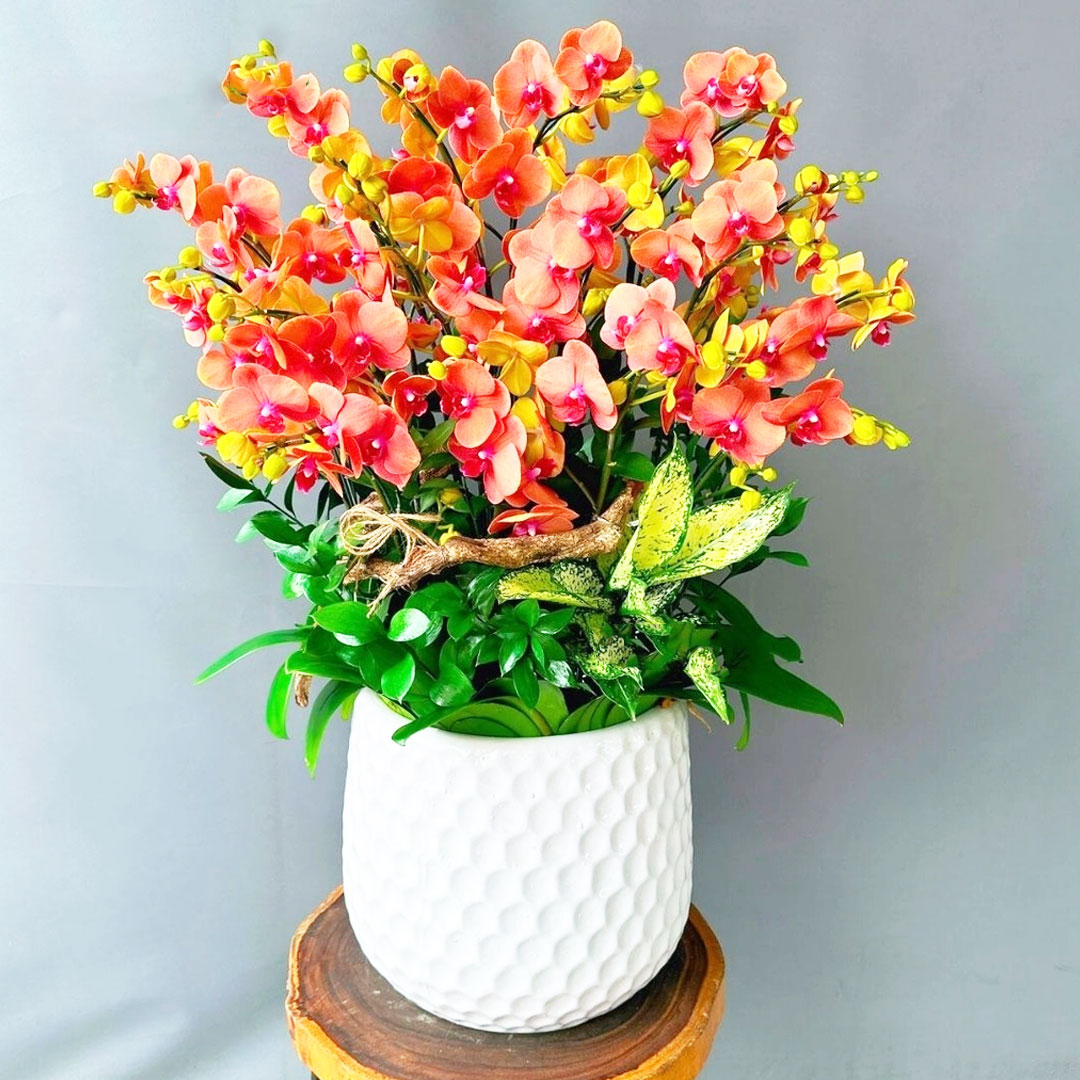 Lan hồ điệp cam carot