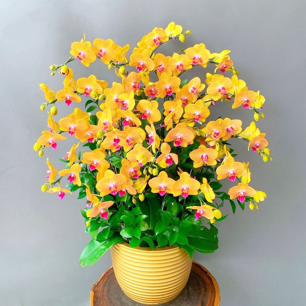 Chậu hoa lan hồ điệp màu cam sọc 15 cành