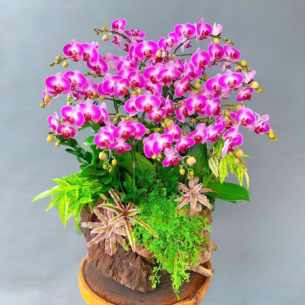 Lan hồ điệp mini tím gỗ lũa