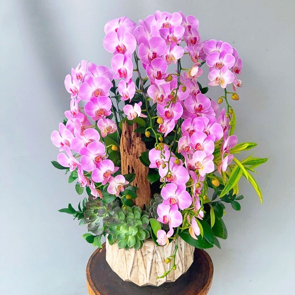 Lan hồ điệp hồng sọc 8 cành