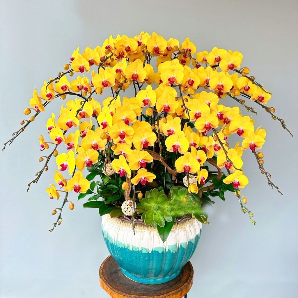 Lan hồ điệp vàng 20 cành rực rỡ