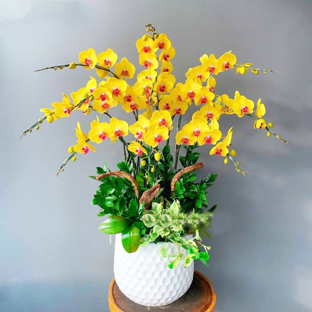 Lan hồ điệp màu vàng 10 cành