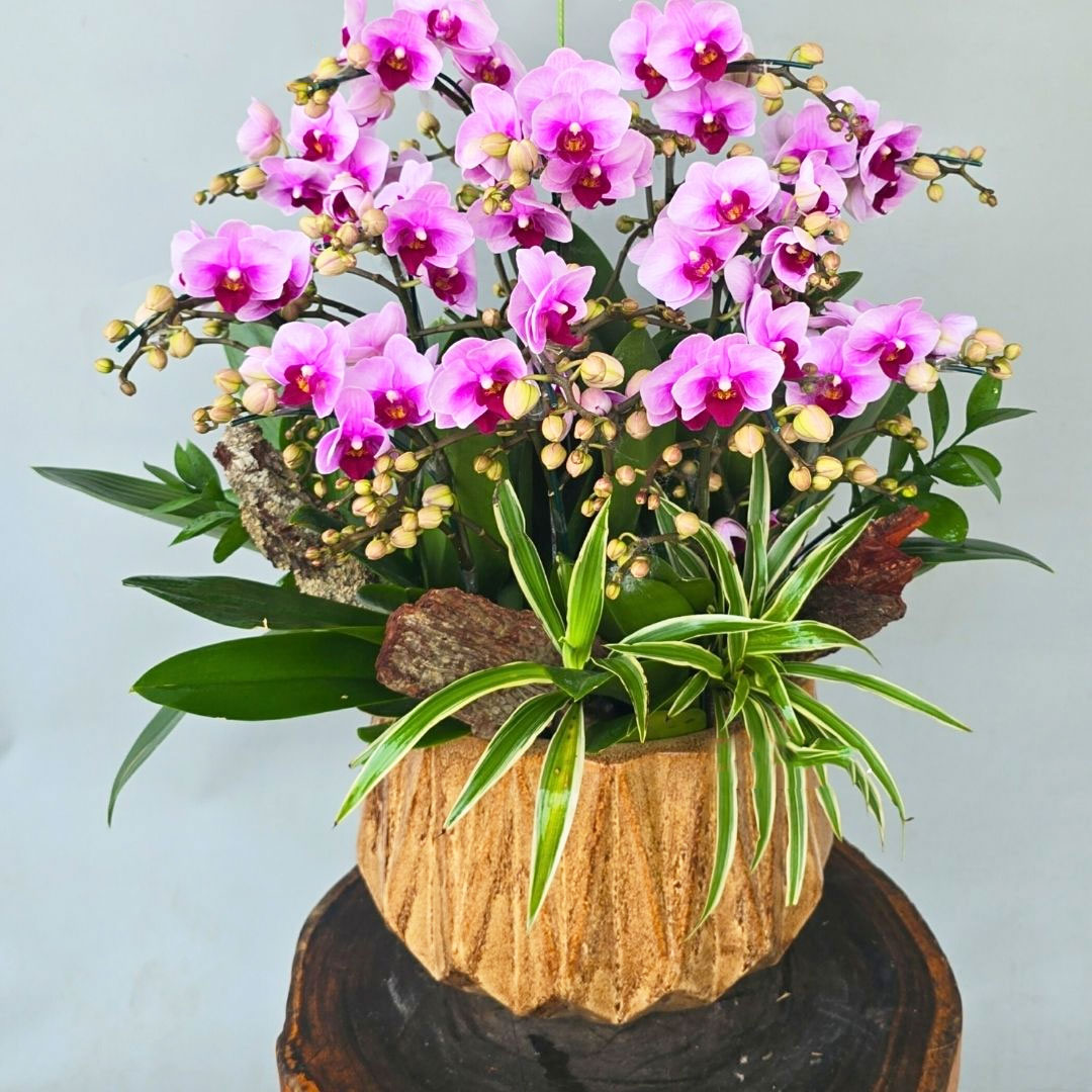 Lan hồ điệp mini cam chậu gỗ