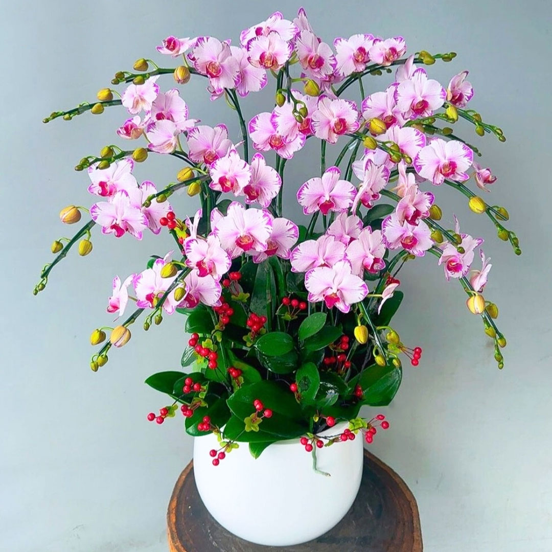 Lan hồ điệp mini hồng 8 cây 2 vòi