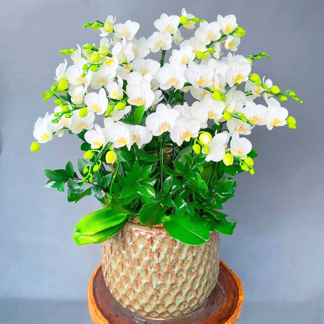 Lan hồ điệp mini trắng