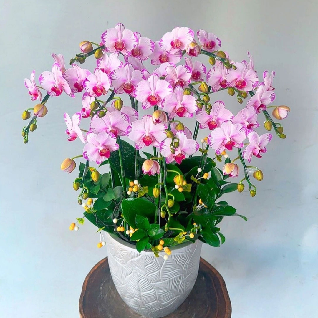 Chậu hoa lan hồ điệp mini hồng 5 cây 2 vòi