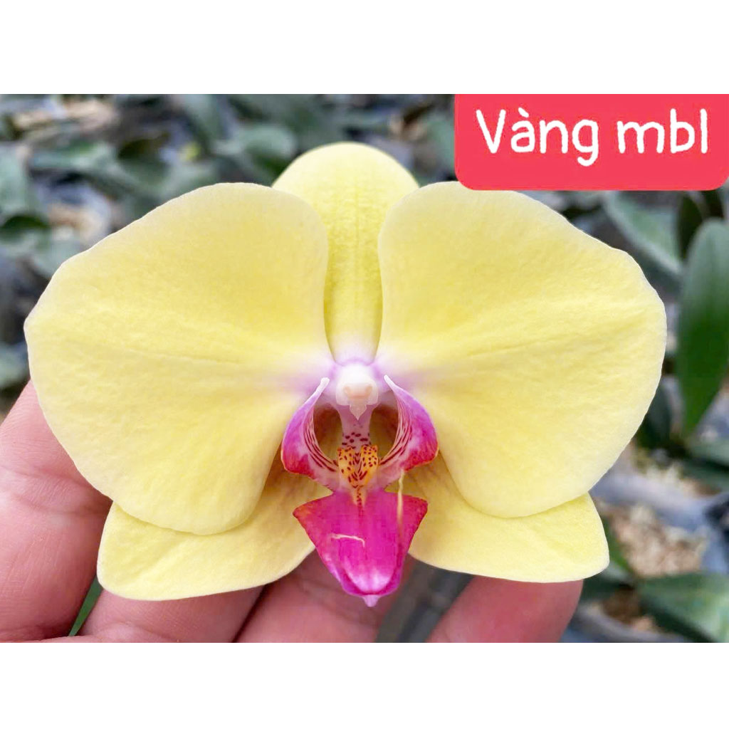 Vàng MBL