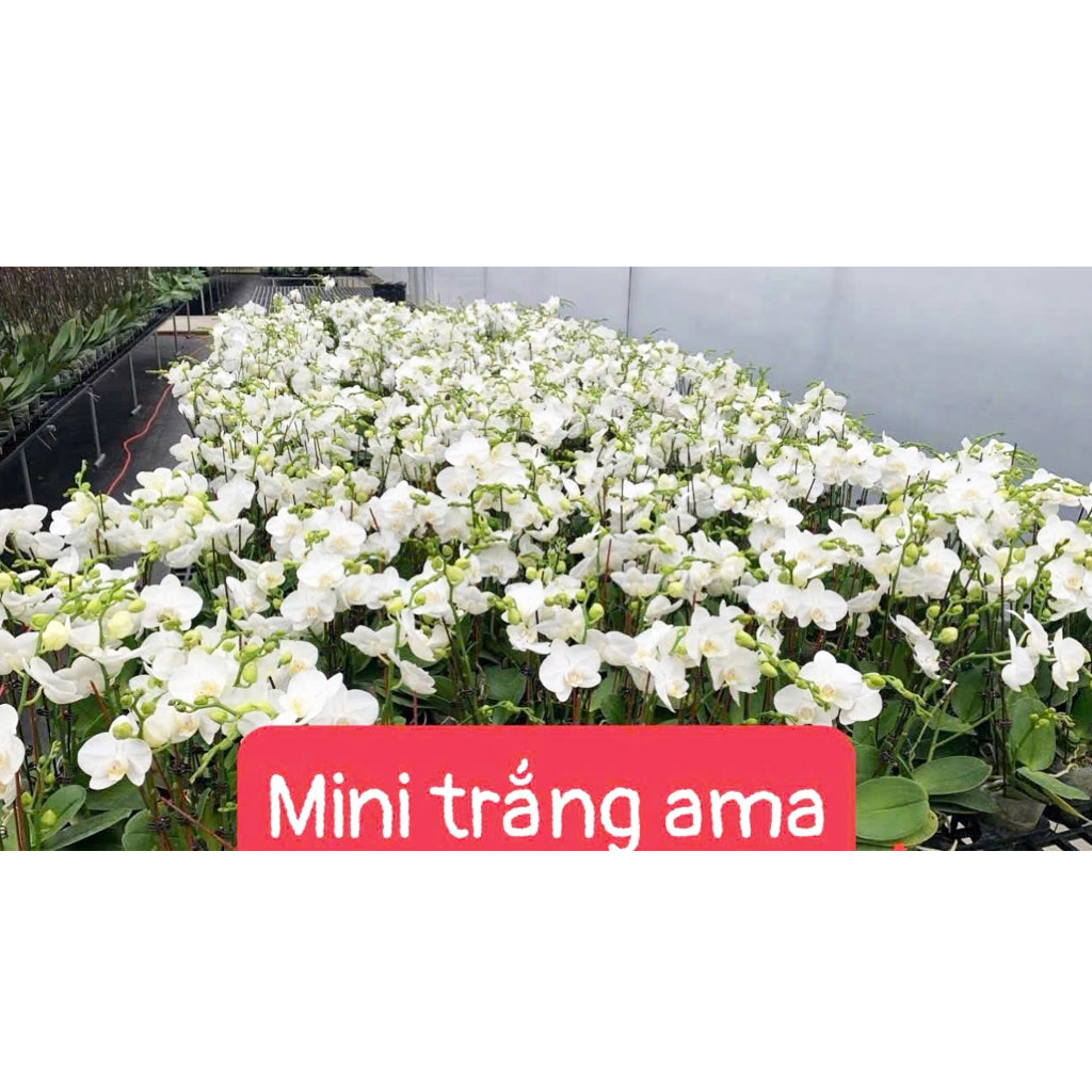 Mini trắng Ama