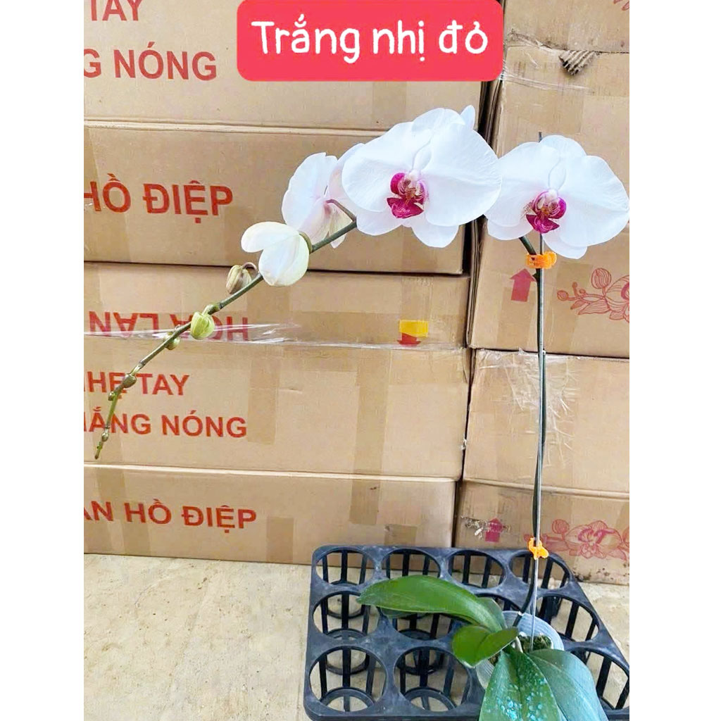 Trắng nhị đỏ