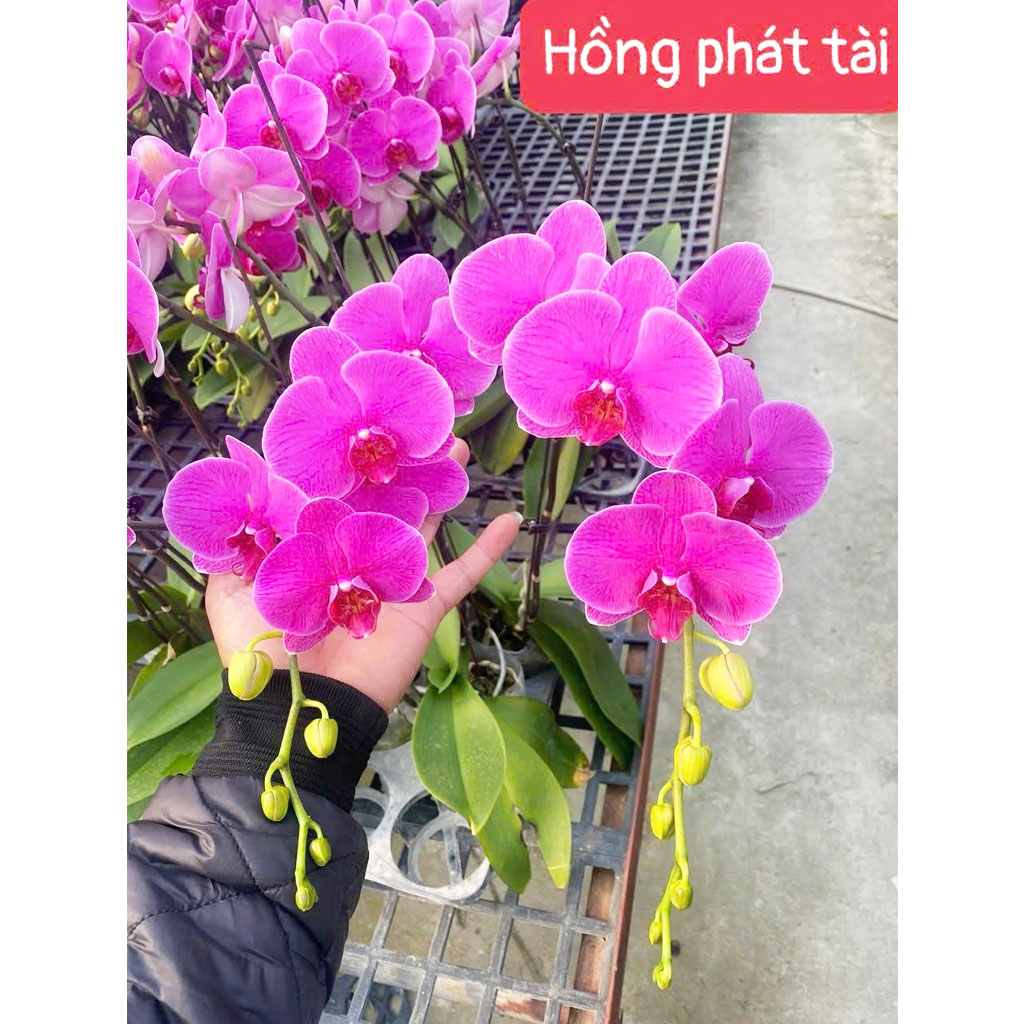 Hồng phát tài