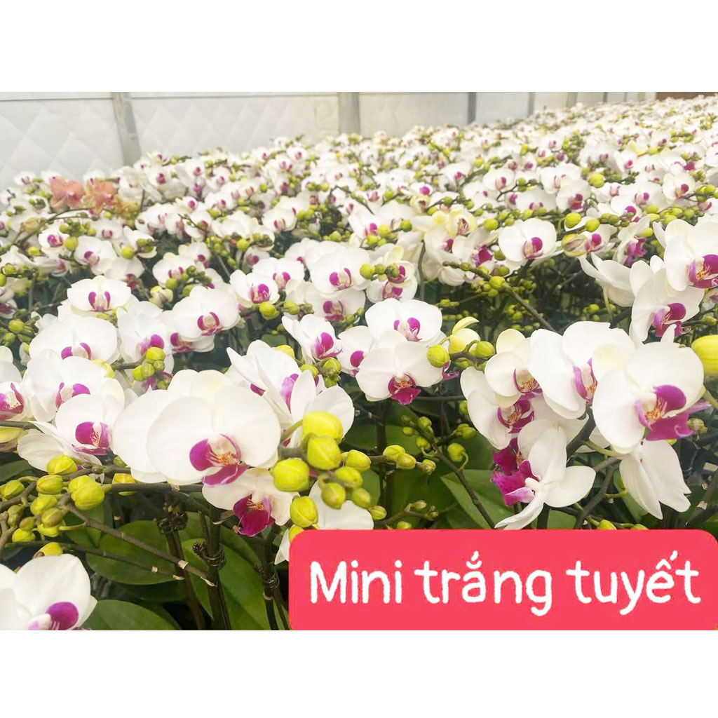 Mini trắng tuyết