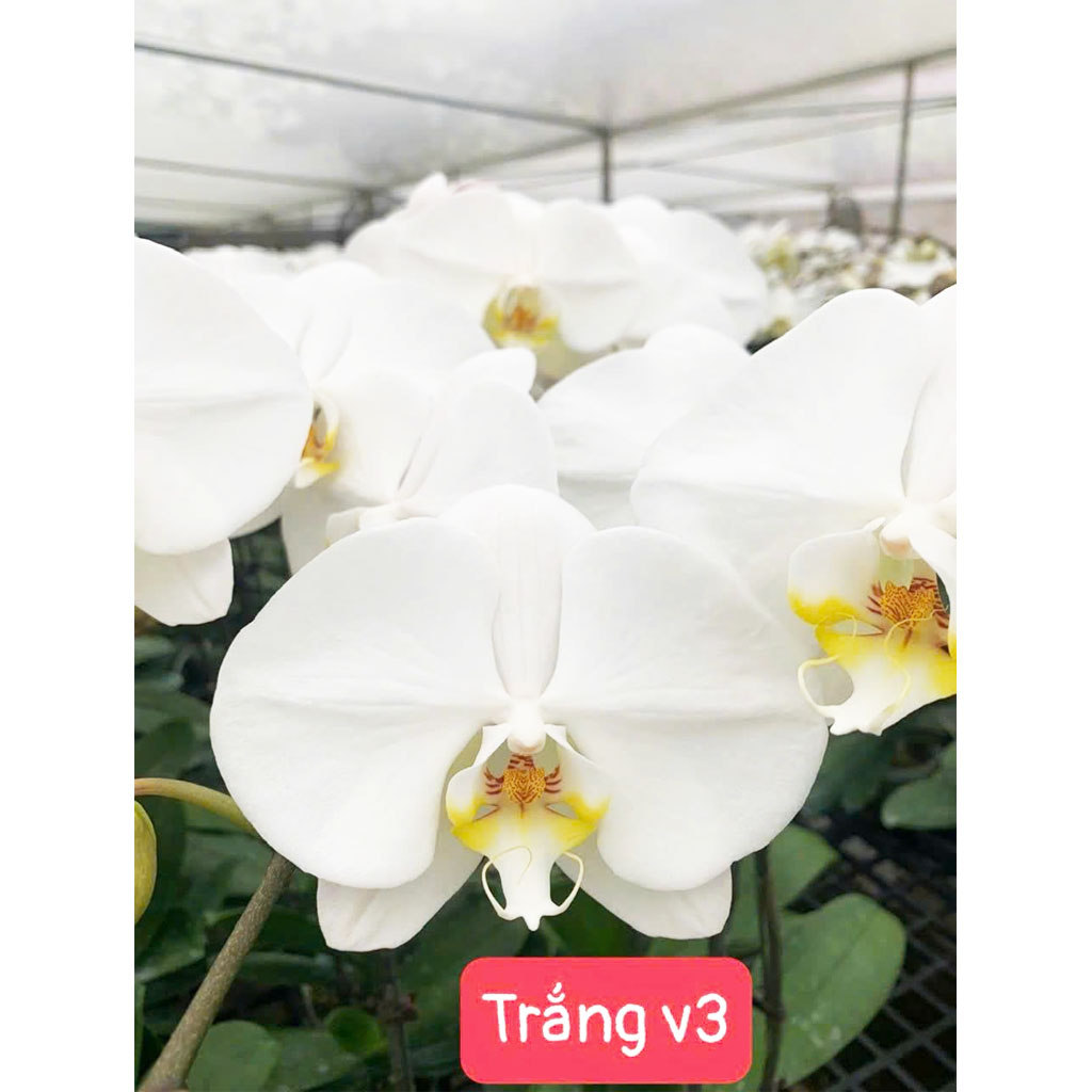 Táo trắng V3