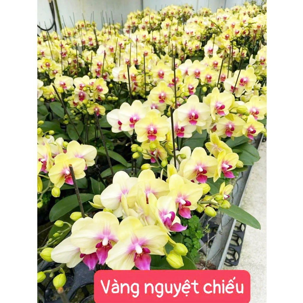 Vàng nguyệt chiếu