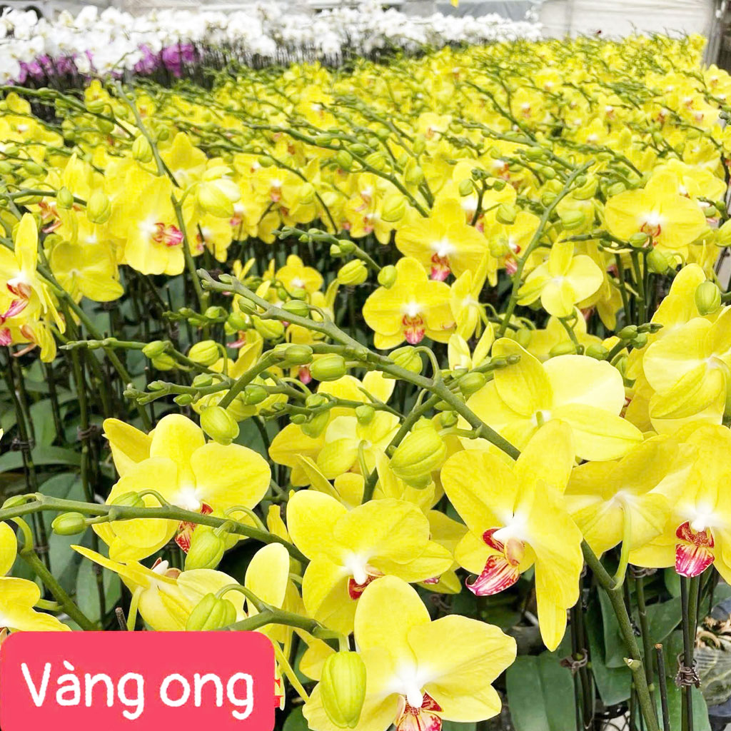 Vàng ong